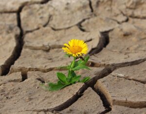 Fueling a World With Hope, blog by Bev Scott, Author